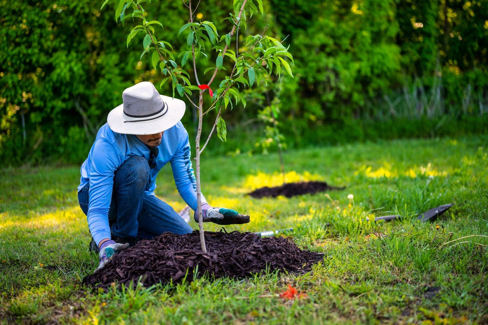 Ein junger Baum wird gepflanzt