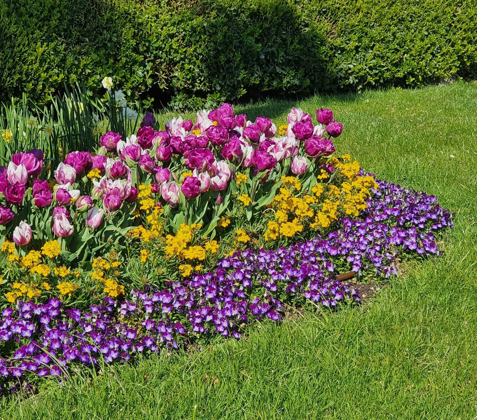 Frühlingsbeet mit Tulpen und Veilchen
